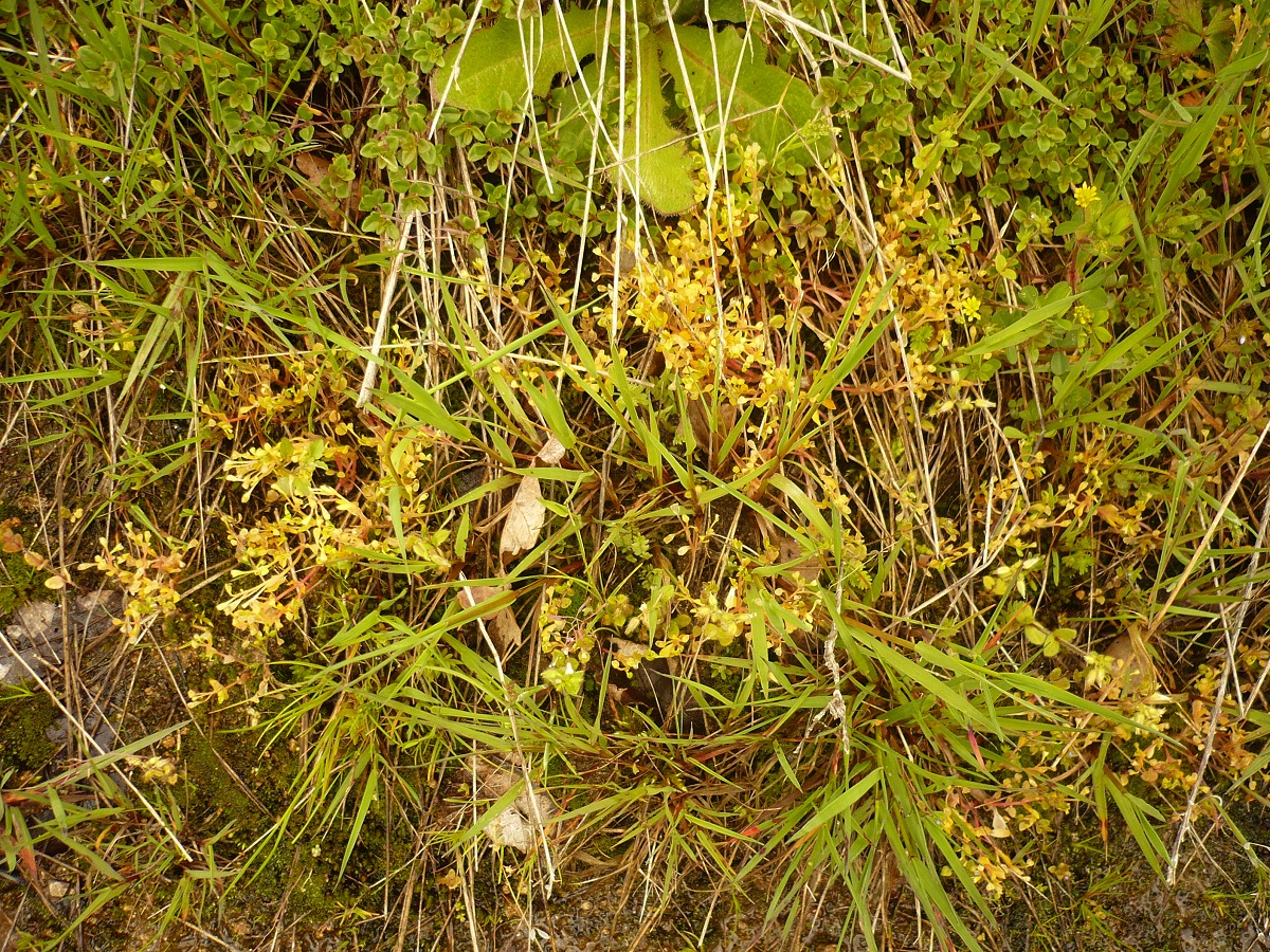 Montia arvensis (Montiaceae)